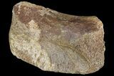Ceratopsian Dinosaur Toe Bone - Alberta (Disposition #-) #71705-1